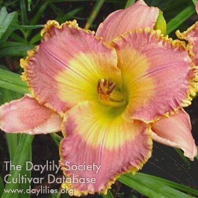 Daylily Victorian Principles